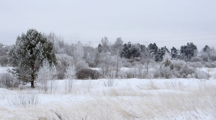 До -6°С похолодает в Рязанской области в воскресенье
