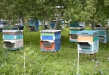 Вниманию пчеловодов! ООО «Разбердеевское» сообщает об обработке полей