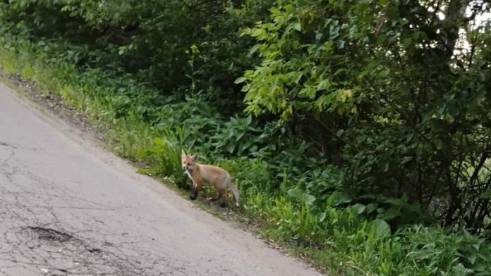 лисенок.Шилово.2.06.25