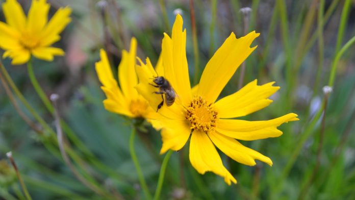 цветок и пчела