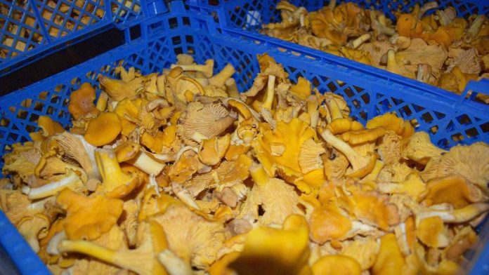 Грибы_Шилово_21.08 (4)