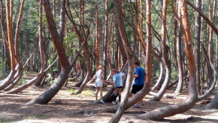 Пьяный лес. Ведомости. 2023