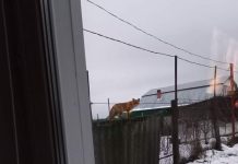 В Шиловском районе лисы и норки охотятся на домашнюю птицу