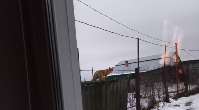В Шиловском районе лисы и норки охотятся на домашнюю птицу