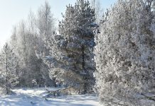 В ночь 2 февраля в Рязанской области температура воздуха опустится до -29°С