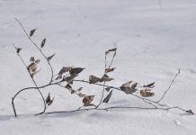 24 февраля в Рязанской области пройдет небольшой снег