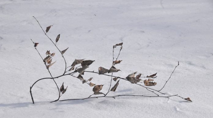24 февраля в Рязанской области пройдет небольшой снег