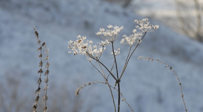 2 марта в Рязанской области осадков не ожидается