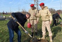 Шиловцы высадили в Нерском парке пятьдесят остролистных кленов